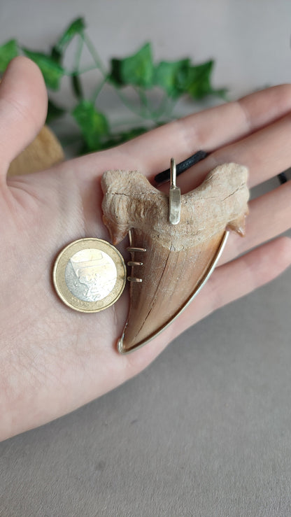 Eocene Era Tooth  - Dinosaur pendant